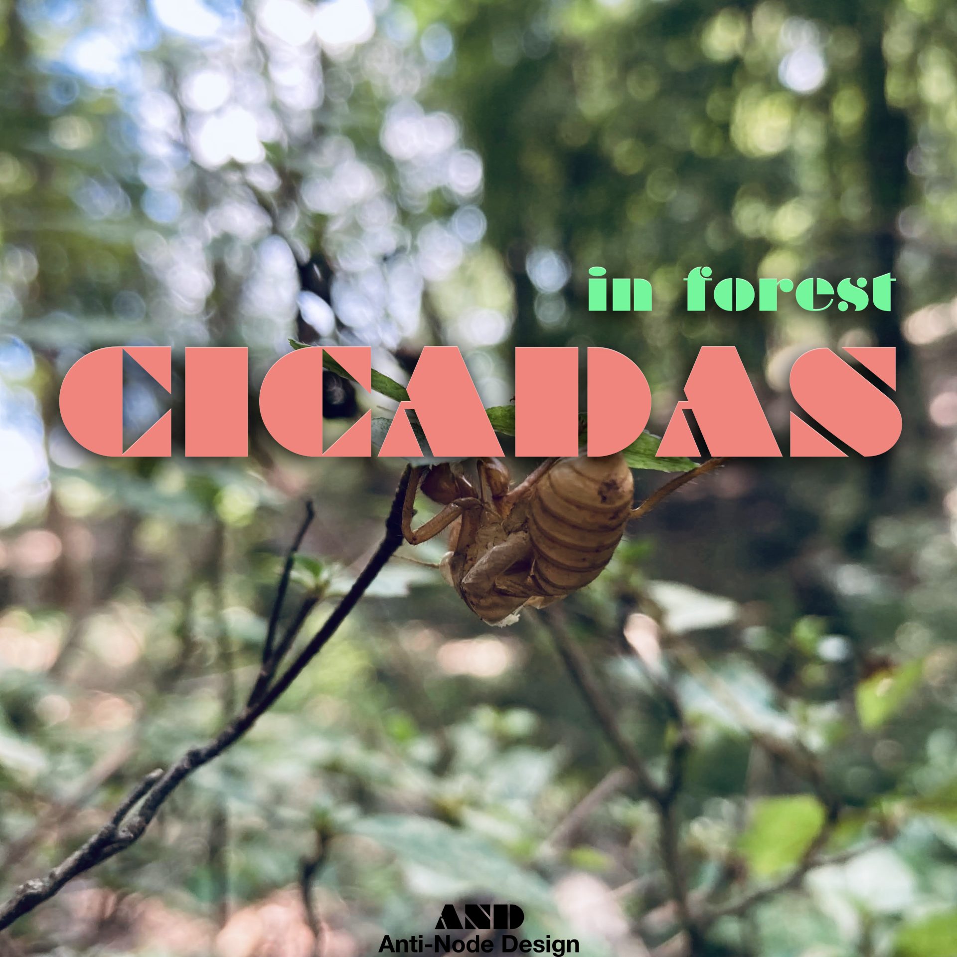 CICADAS<BR>ANDAMB014